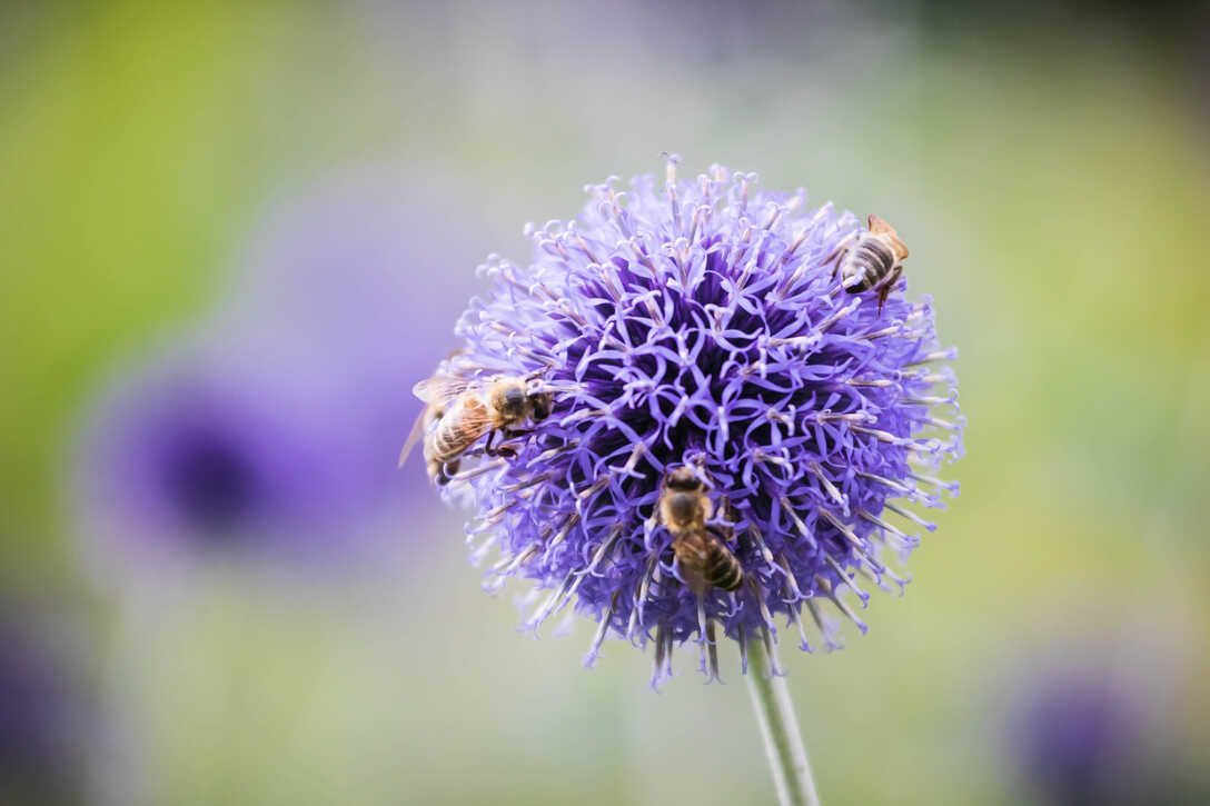 Echinops setifer