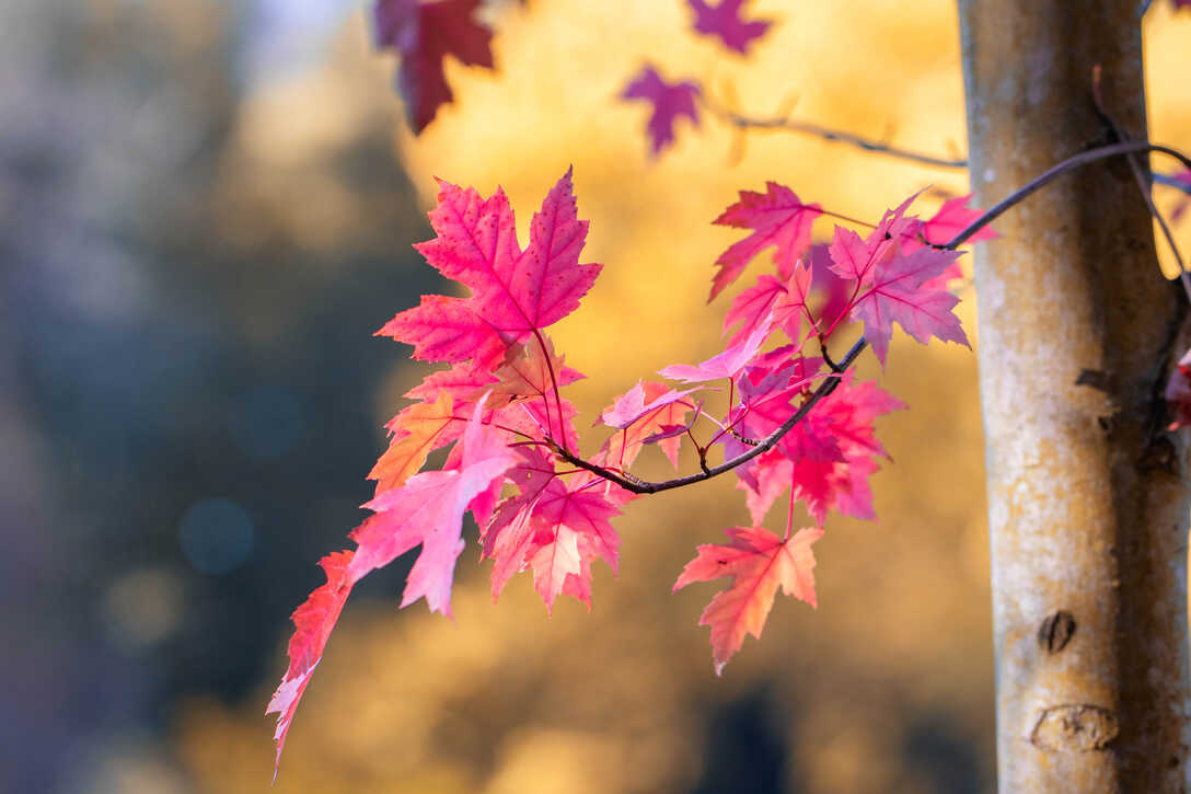 AhornblÃ¤tter im Herbst