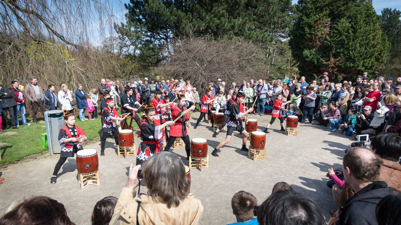 Kodo-Trommeln beim Kirschblütenfest