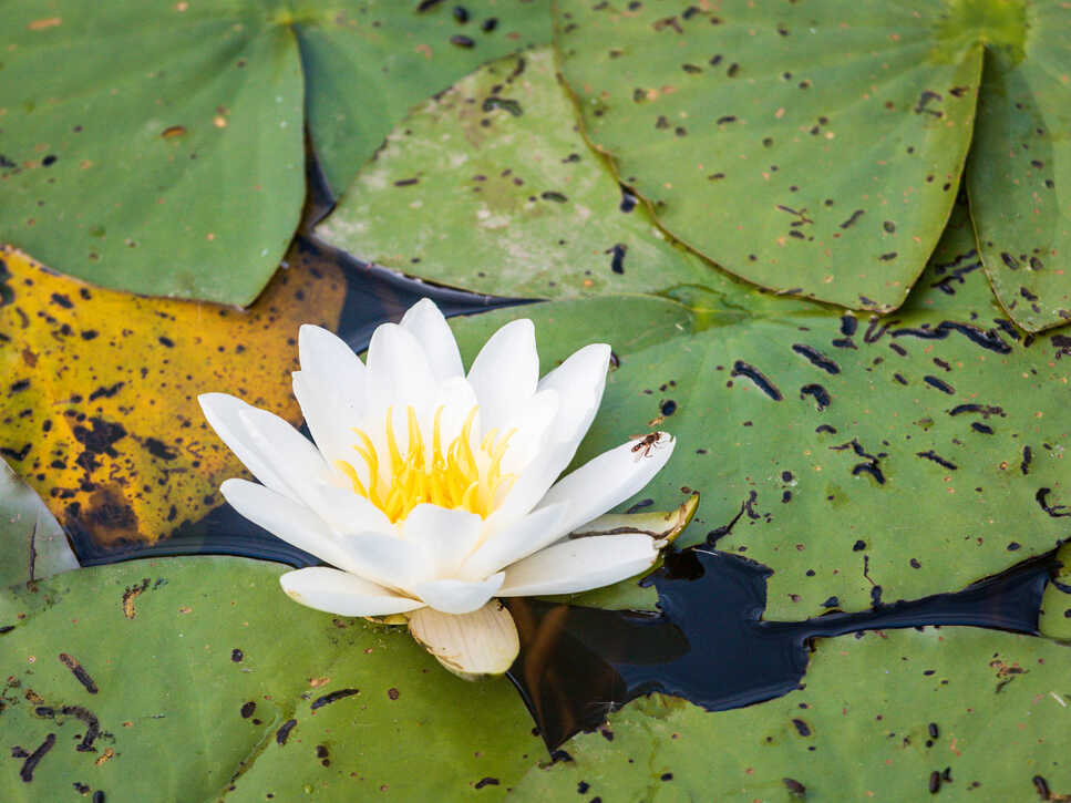 Seerose im Klarwasserkanal